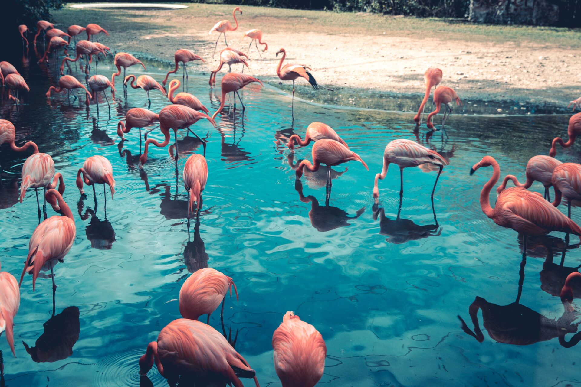 A picture of flamingos in a pool signifying the flamingos in Flamingo FIRE.