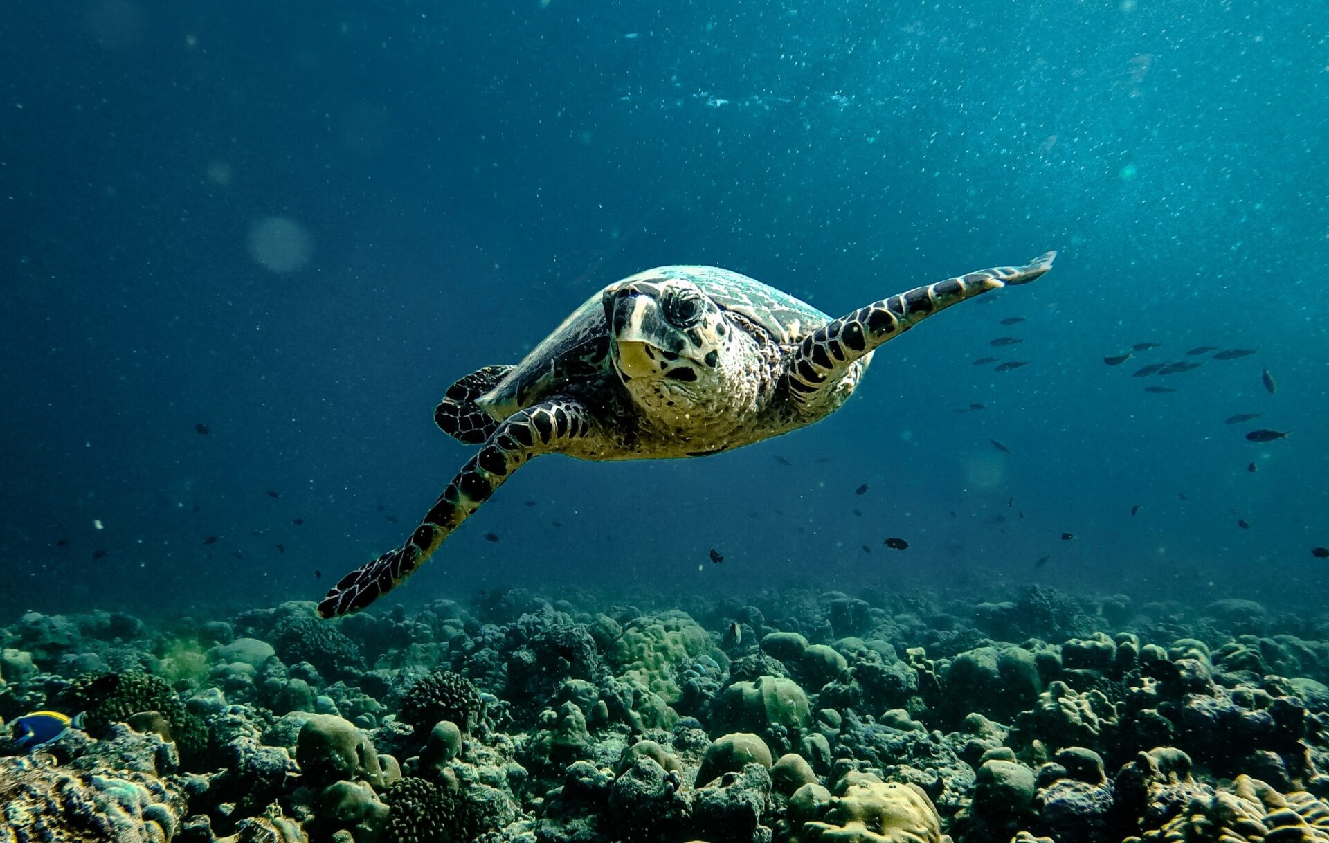 Picture of a turtle under water, to signify the slowness in Slow FI.