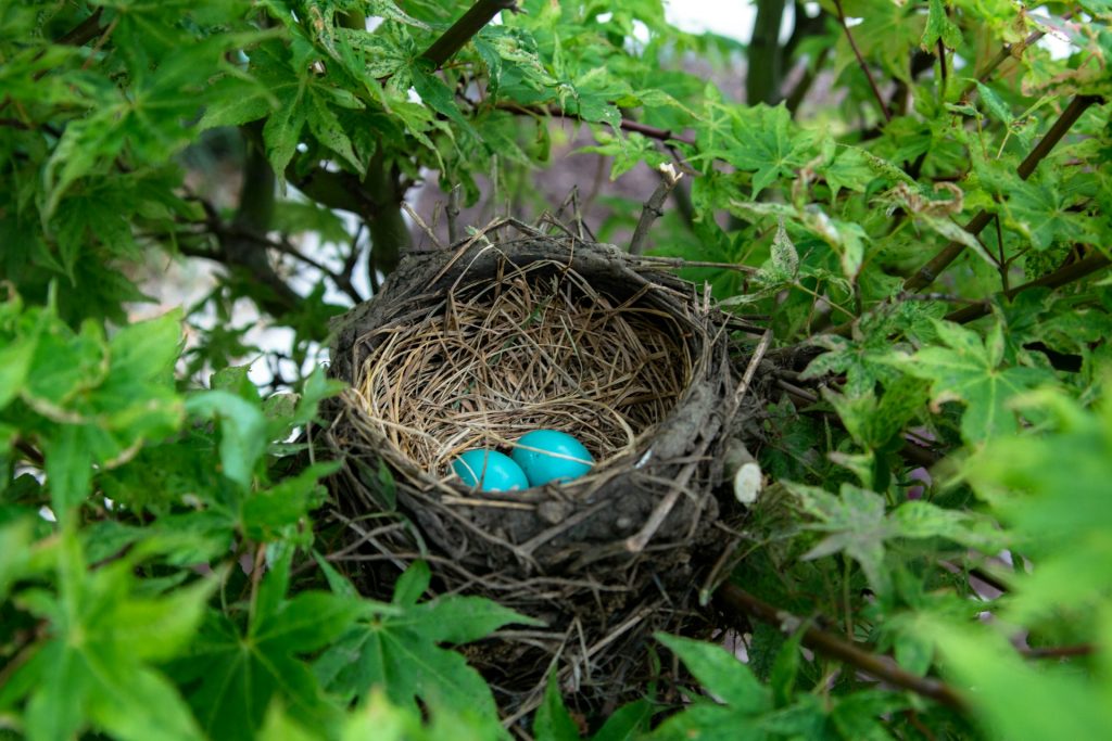 A picture of a nest egg denoting the growing of the nest egg needed in the two FIRE models talked about.