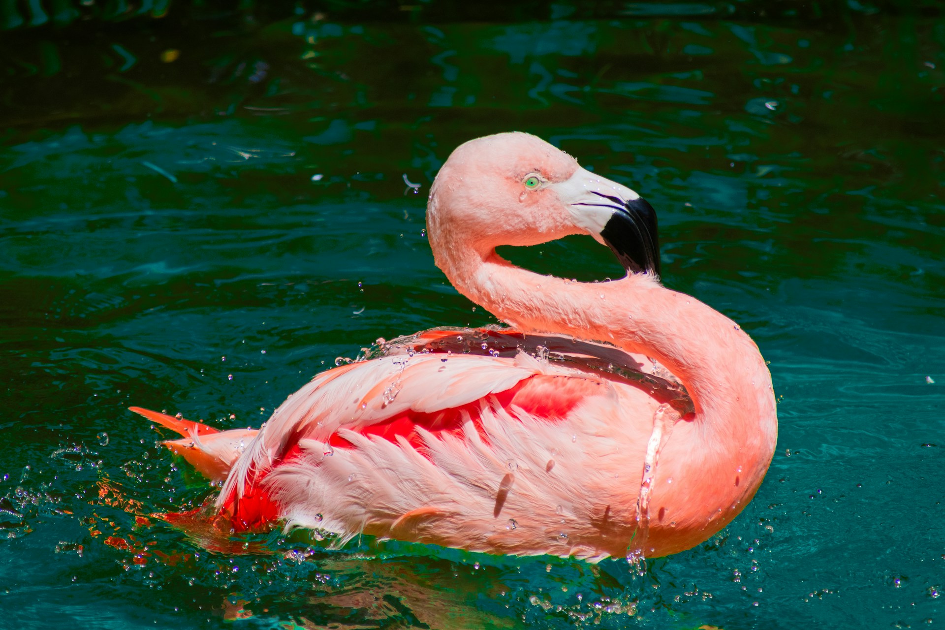 A picture of a flamingo